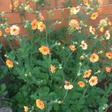 Avens 'Totally tangerine'