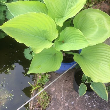 Plantain Lily 'Sum and Substance'