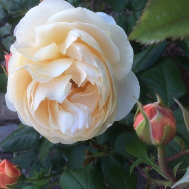 Rose 'Roald Dahl' (Shrub)