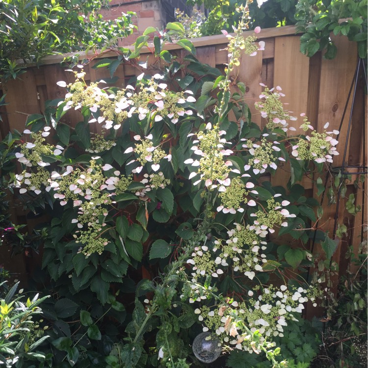 Plant image Schizophragma hydrangeoides