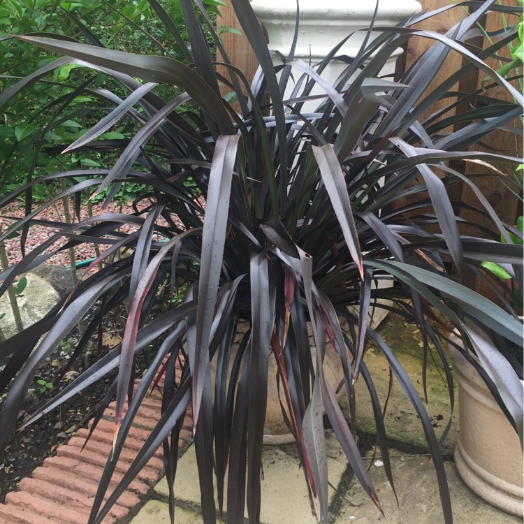 Plant image Phormium 'Black Velvet'