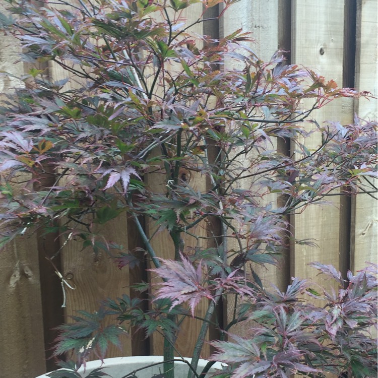 Plant image Acer palmatum 'Garnet' (Dissectum Group) syn. Acer palmatum var. dissectum 'Garnet'