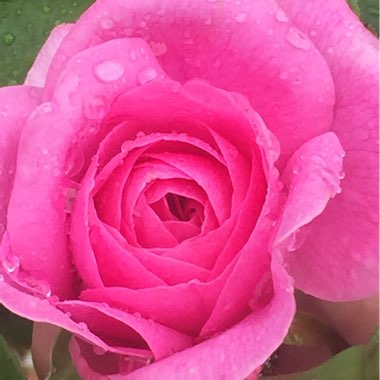 Rosa 'Ausbord' syn. Rosa 'Gertrude Jekyll'