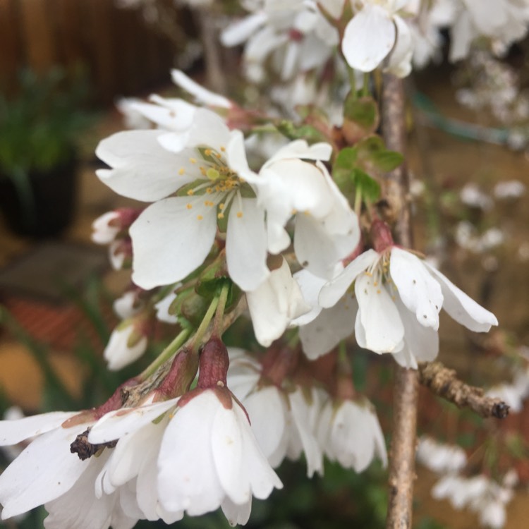 Plant image Prunus Serrulata 'Kiku-Shidare Zakura'