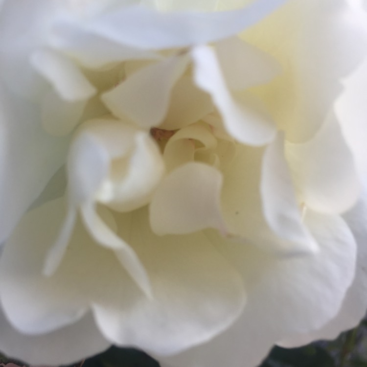 Plant image Rosa 'White Flower Carpet'