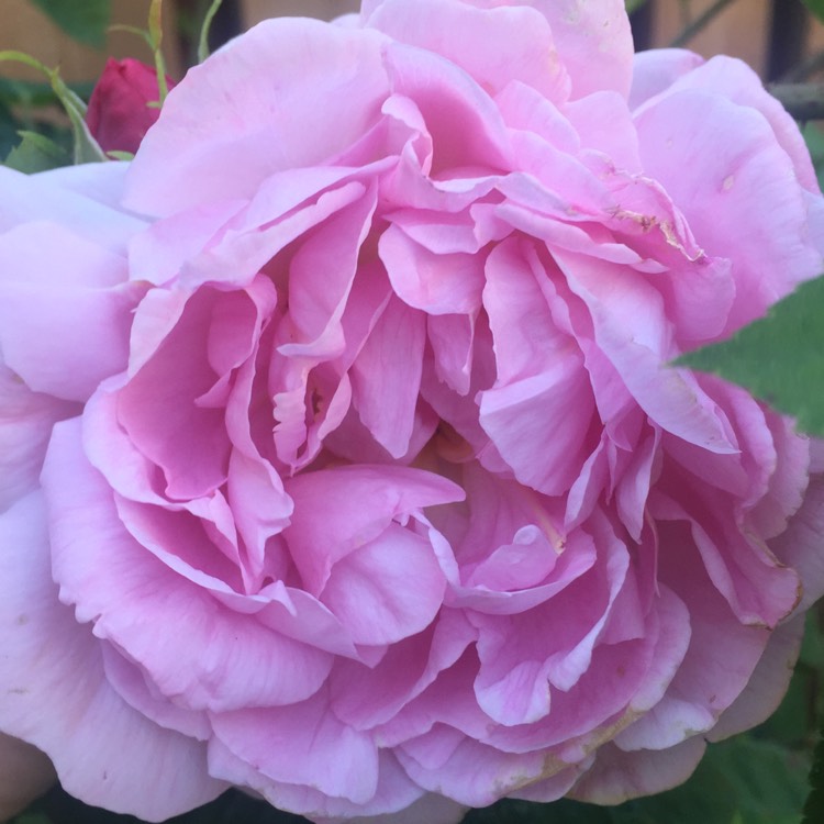 Plant image Rosa 'Constance Spry' syn. Rosa 'Austance', Rosa 'Ausfirst'