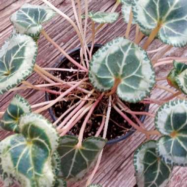 Cyclamen (Hardy)