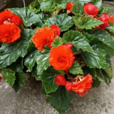 Tuberous Begonia 'Nonstop Mix'