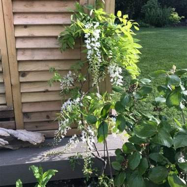 Chinese wisteria 'Alba'