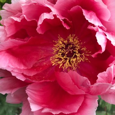 Tree Peony 'Kamada-fuji'