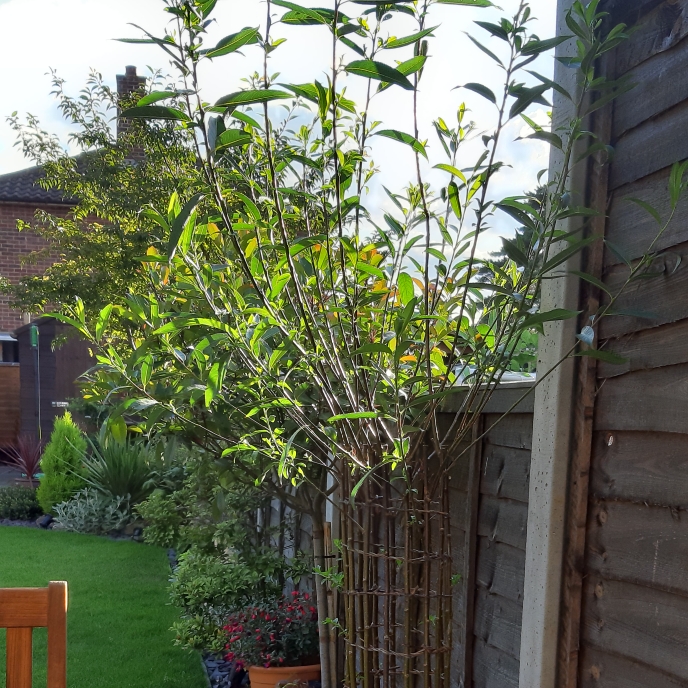 Plant image Salix  'Americana'