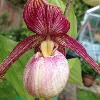 Slipper Orchid