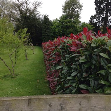 Photinia 'Magical Volcano'