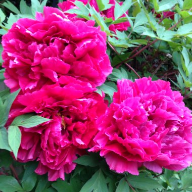 Tree Peony 'Duchess of Kent'