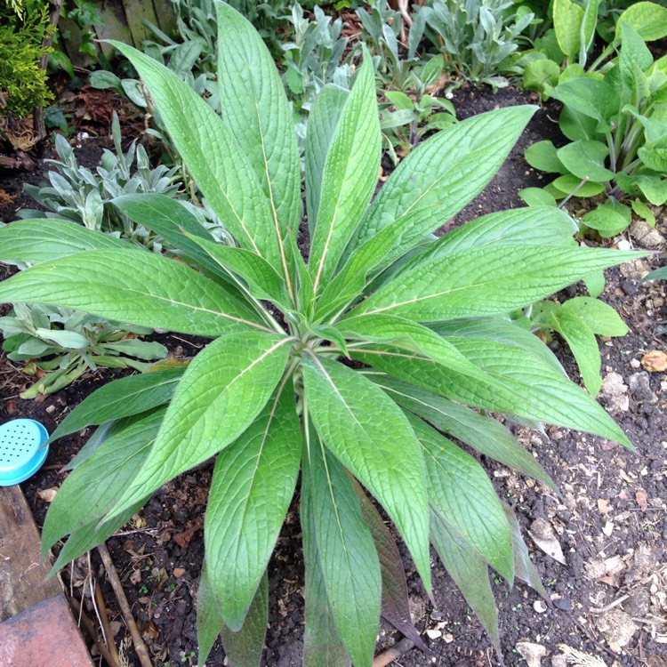 Plant image Echium wildpretii