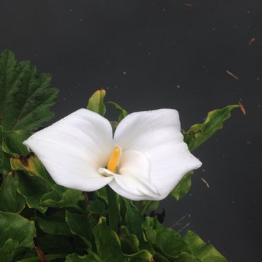 Arum Lily 'Crowborough'