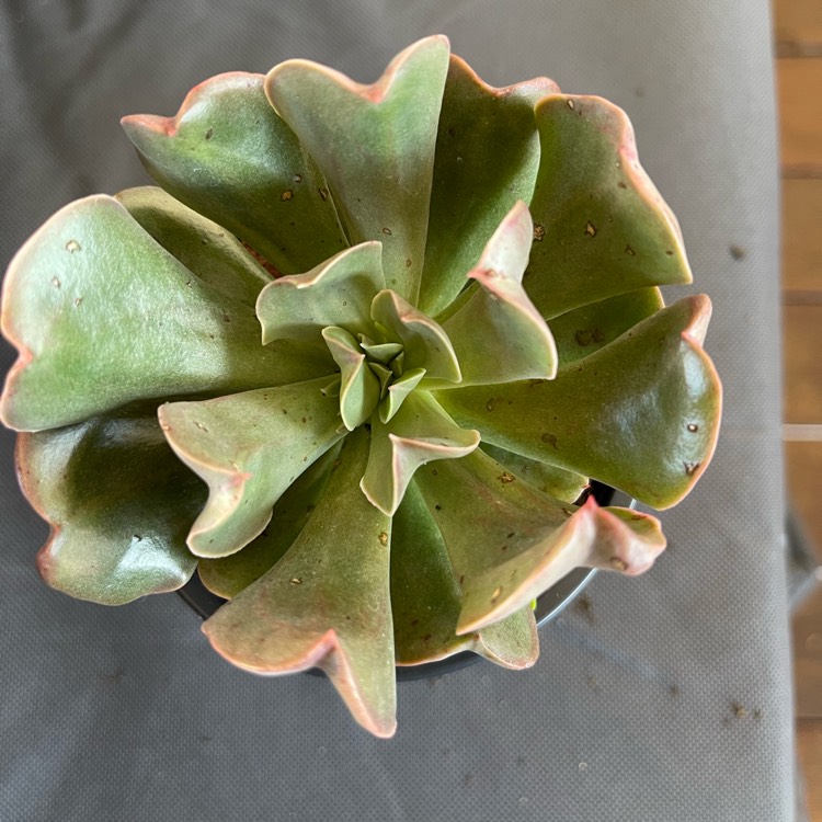 Plant image Echeveria Dark Vader