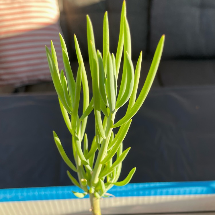 Plant image Senecio vitalis