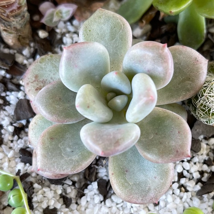 Plant image xGraptoveria Orange Sherbet