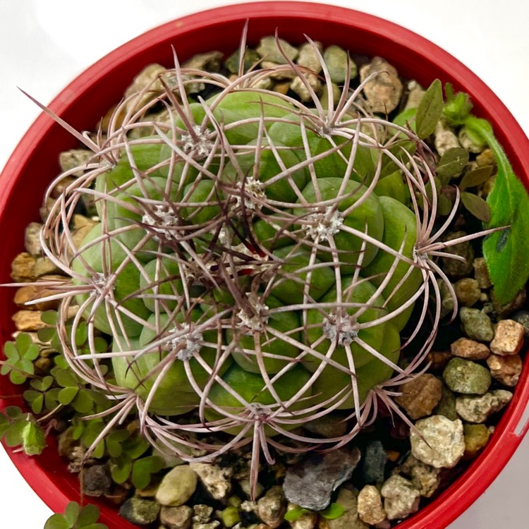 Plant image Gymnocalycium saglionis