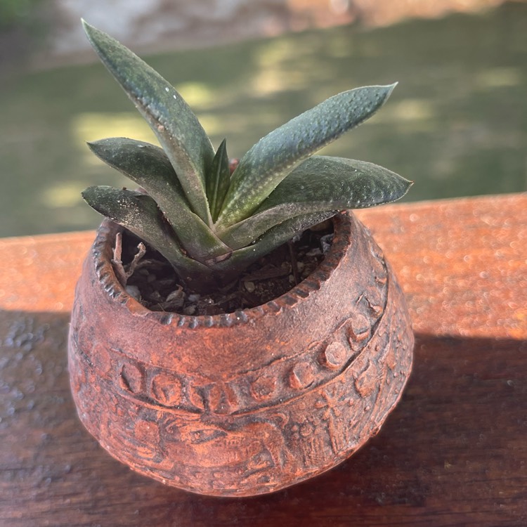 Plant image Gasteria bicolor var. 'bicolor'