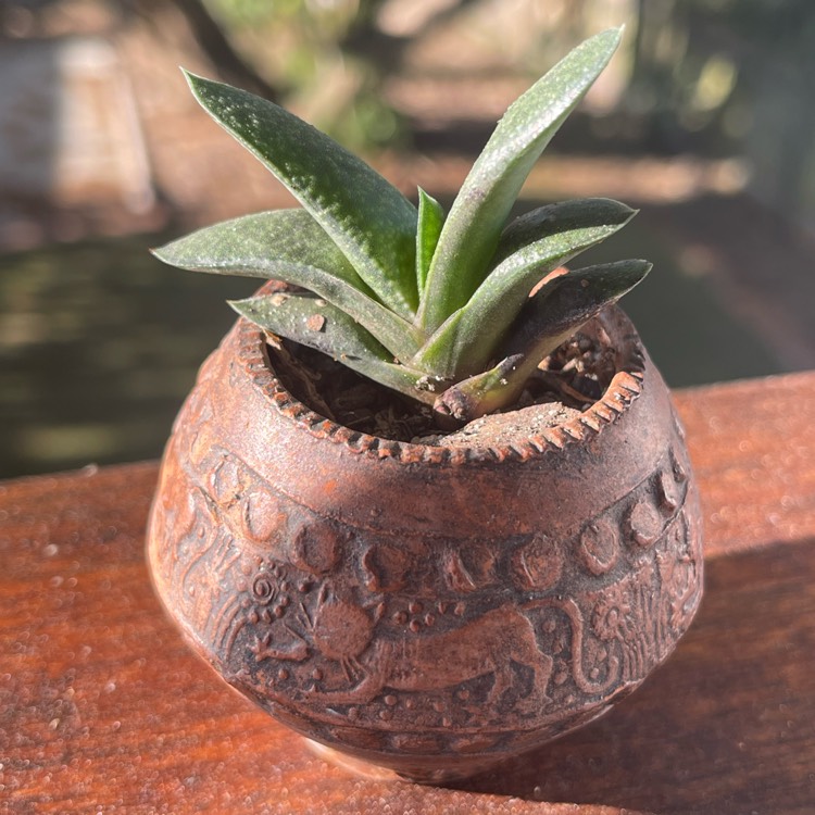 Plant image Gasteria bicolor var. 'bicolor'