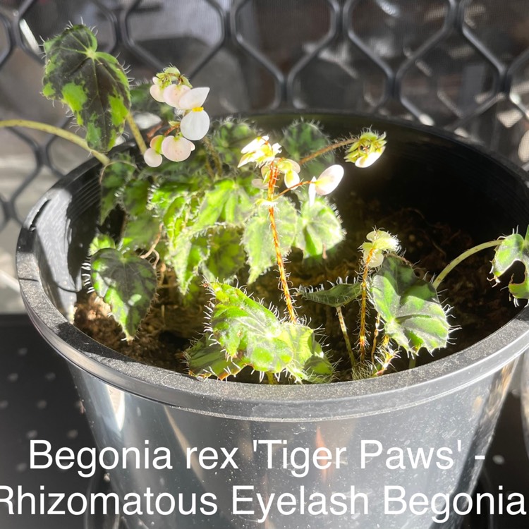 Plant image Begonia 'Tiger Paws'