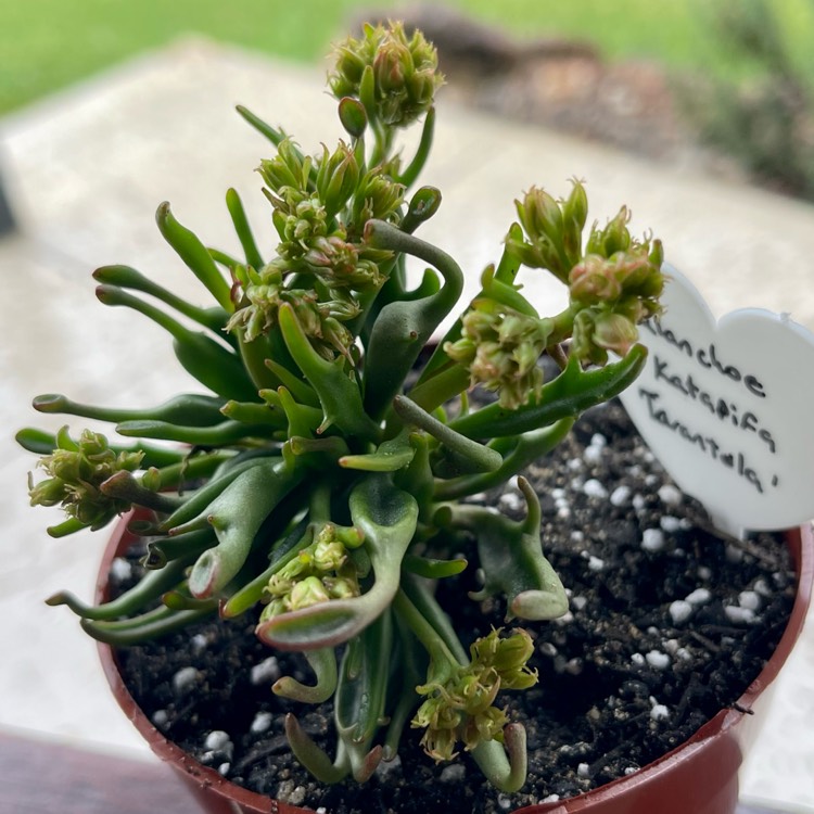 Plant image Kalanchoe katapifa 'Tarantula'