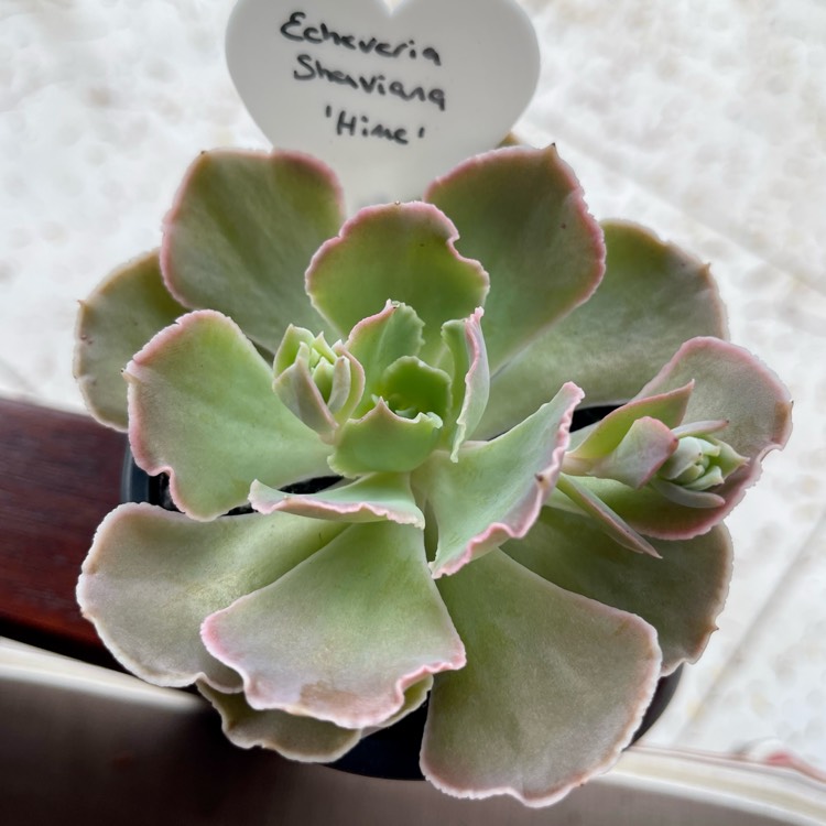 Plant image Echeveria Shaviana Hime