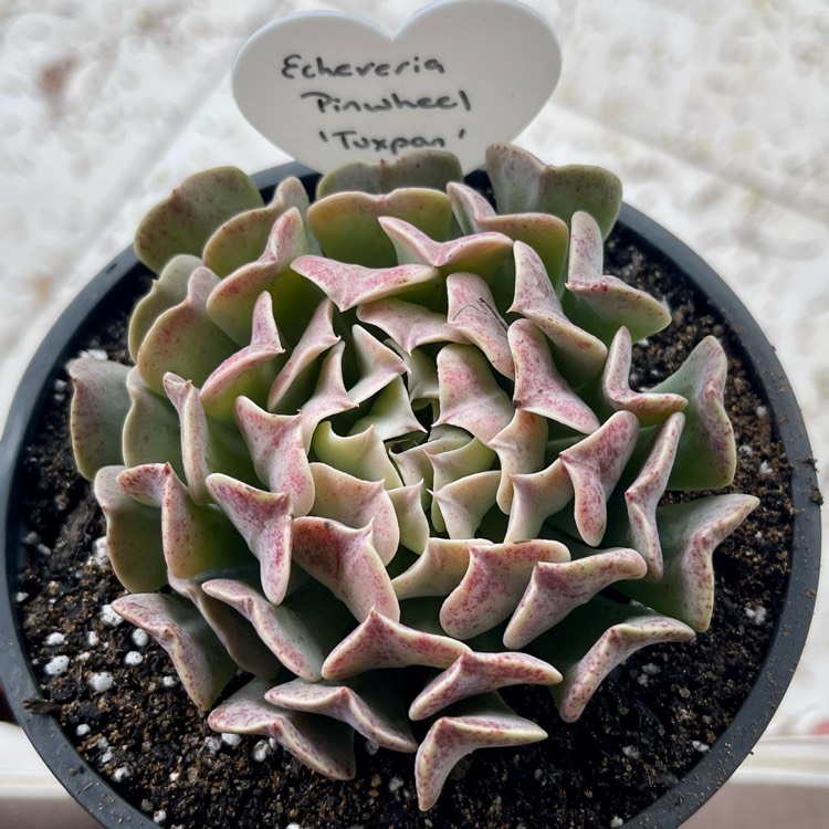 Plant image Echeveria Tuxpan