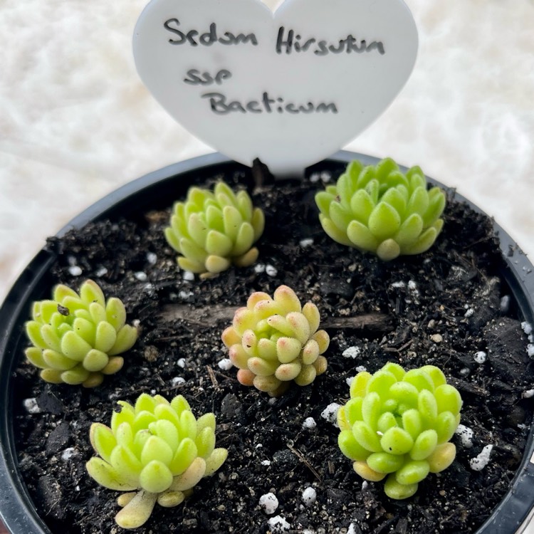 Plant image Sedum hirsutum subsp. baeticum