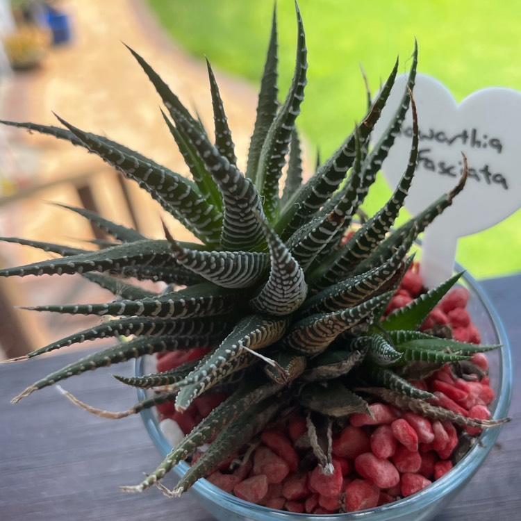 Plant image Haworthia fasciata