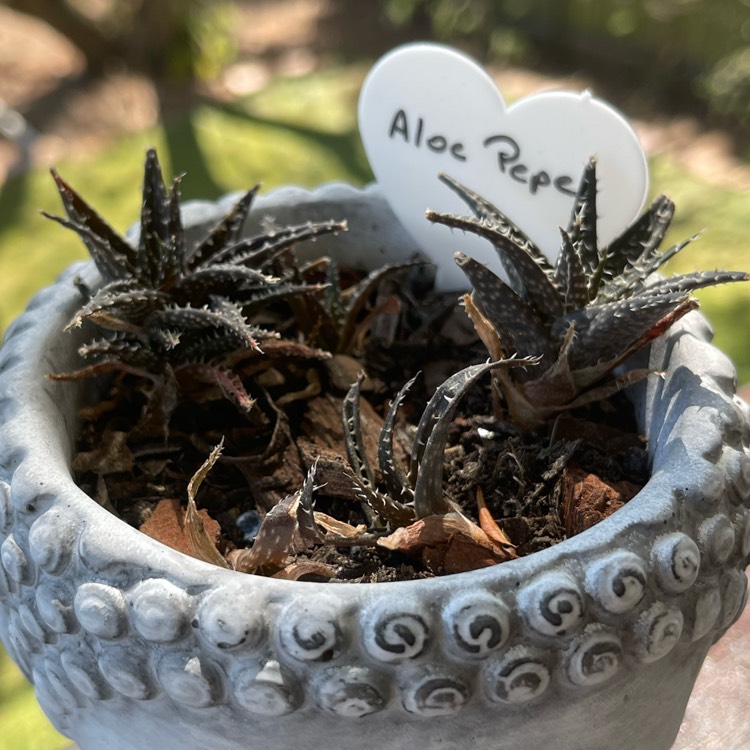 Plant image Aloe descoingsii x haworthioides 'Pepe'