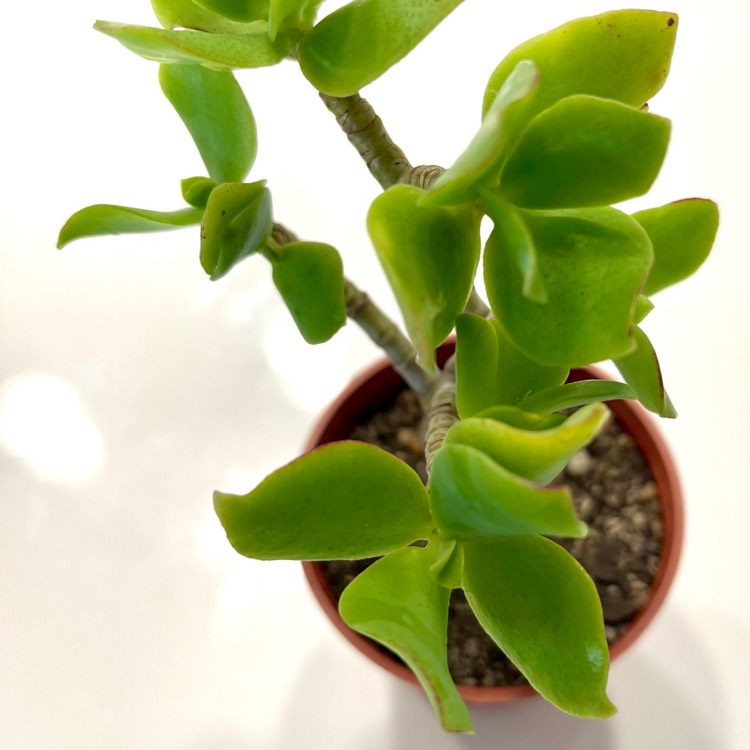 Plant image Crassula ovata 'Undulata'