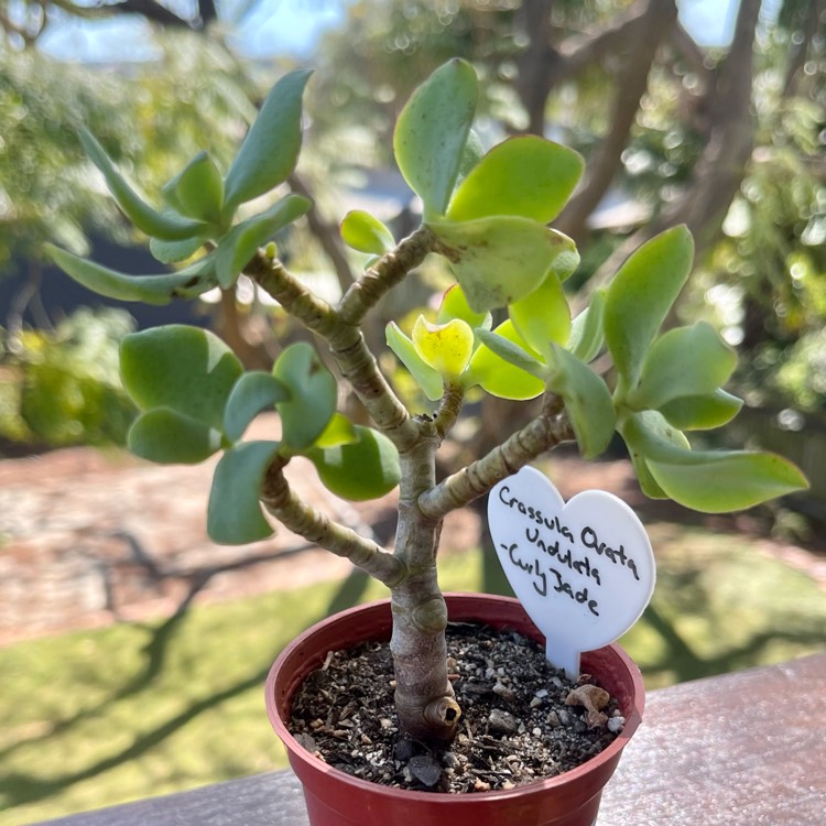 Plant image Crassula ovata 'Undulata'