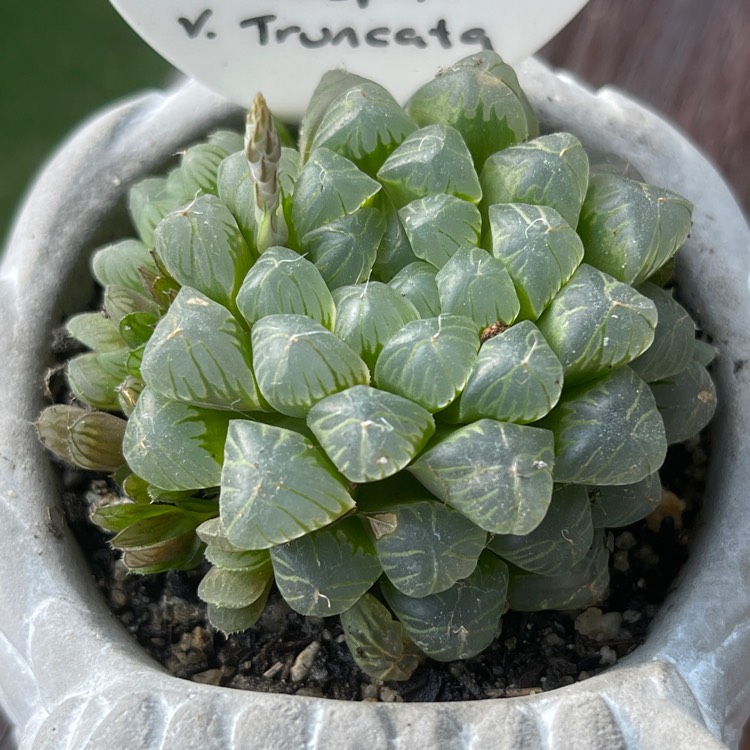 Plant image Haworthia cooperi var. truncata 