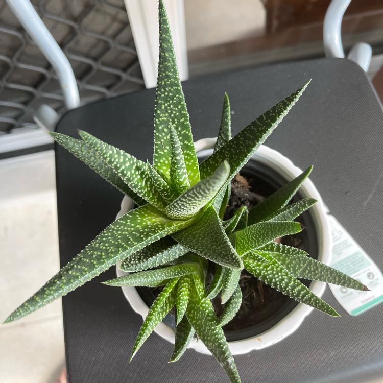 Plant image Gasteria Okavango