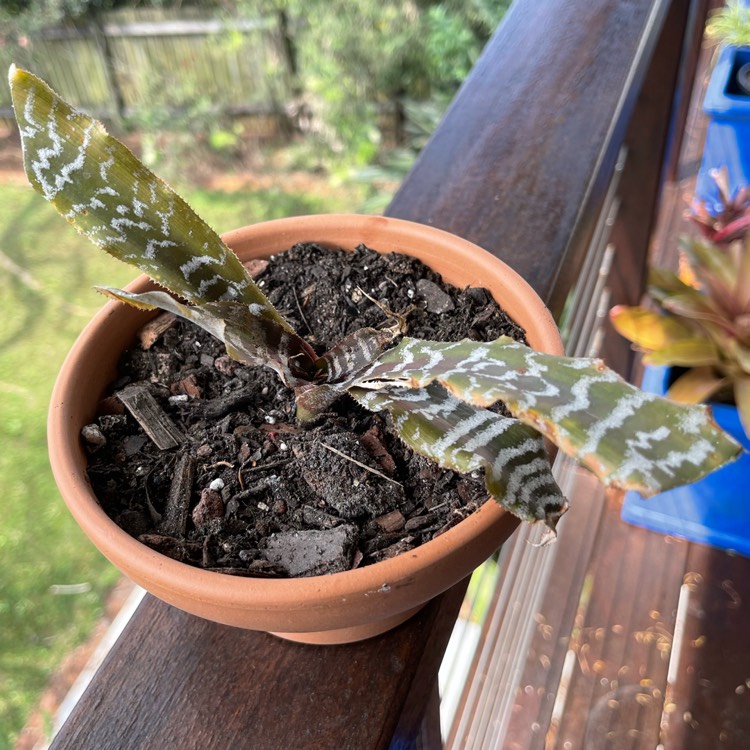 Plant image Cryptanthus zonatus 'Zebrinus'