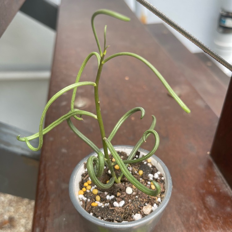 Plant image Senecio Antandroi