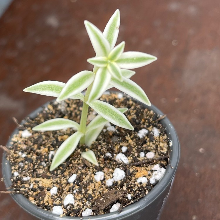 Plant image Sedum Lineare