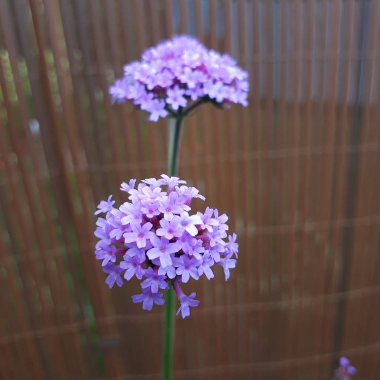 plant image 1129966