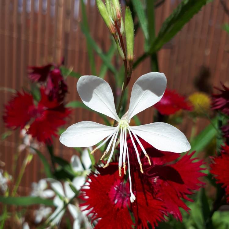 Plant image Oenothera lindheimeri 'The Bride' syn. Gaura lindheimeri 'The Bride'