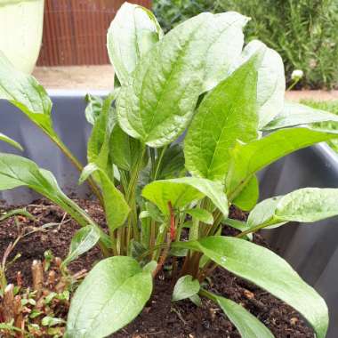 Echinacea purpurea 'Primadonna Deep Rose' (Primadonna Series)