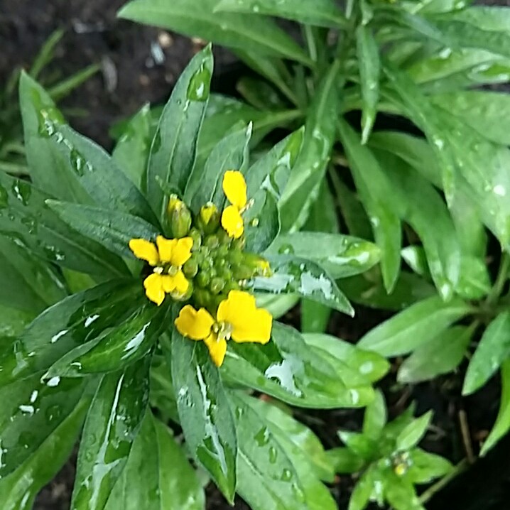 Plant image Erysimum cheiri