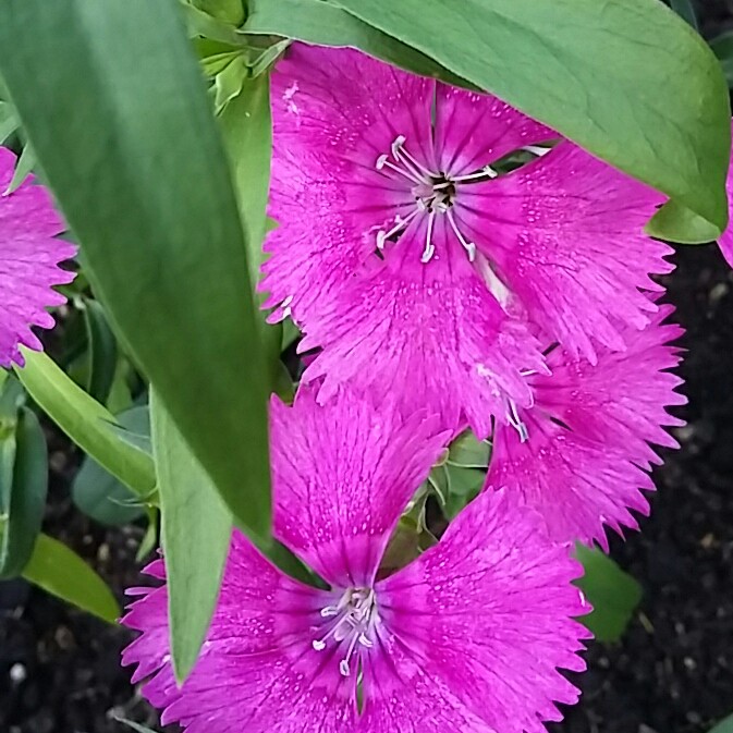 Plant image Dianthus 'Festival Series'