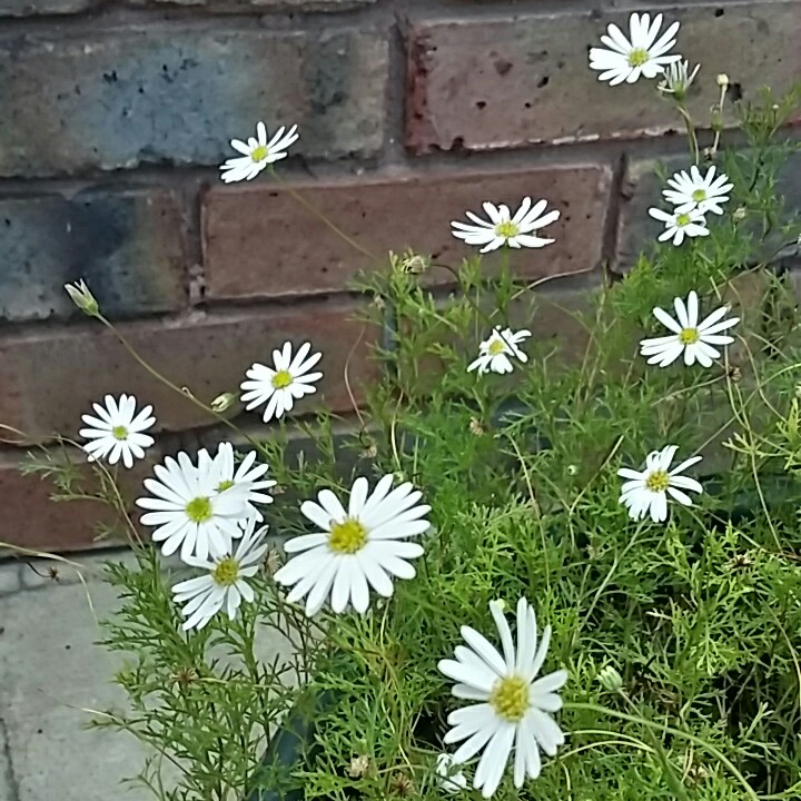 Brachyscome iberidifolia