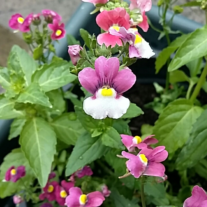 Plant image Nemesia 'Berries And Cream'