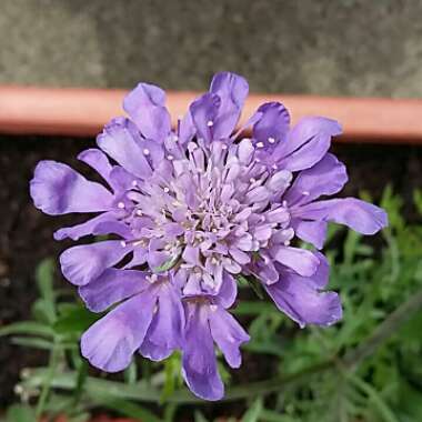 Scabiosa caucasica