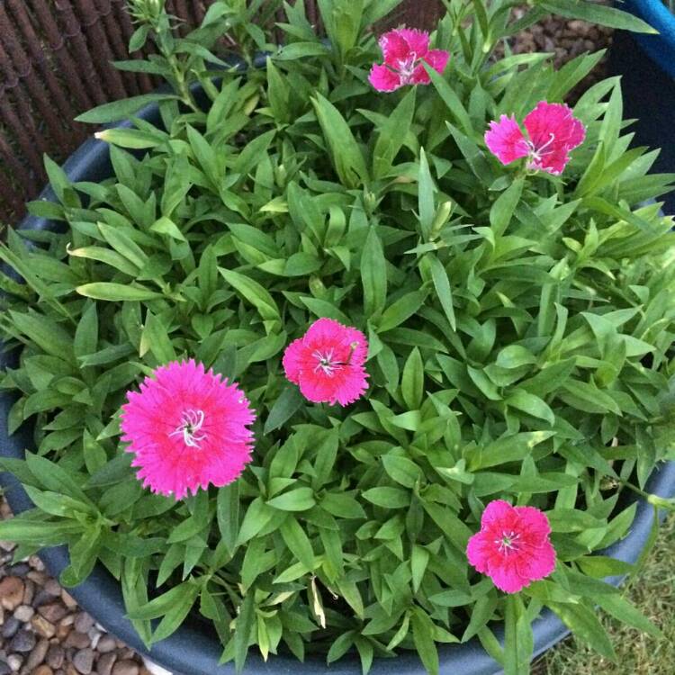 Plant image Dianthus barbatus 'Magenta'