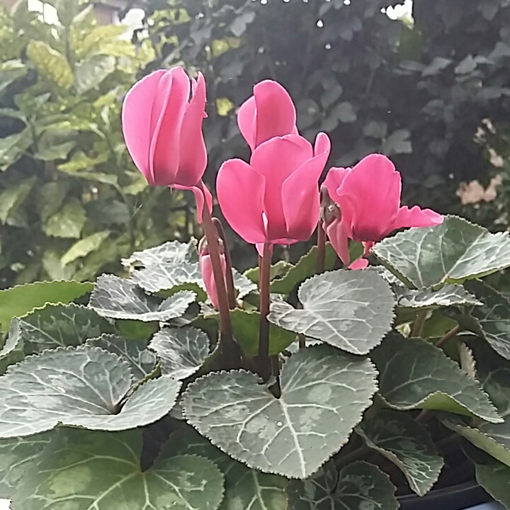 Plant image Cyclamen purpurascens syn. Cyclamen europaeum